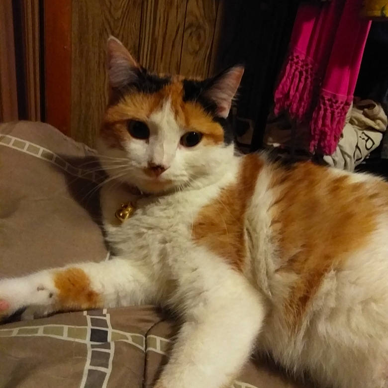 Lil Girl. joined the competition — help win amazing prizes! aegean_cat, american_wirehair, asian, carnivore, cat, domestic_short_haired_cat, ear, european_shorthair, fawn, felidae, fur, kitten, mammal, polydactyl_cat, small_to_medium_sized_cats, tail, turkish_van, whiskers