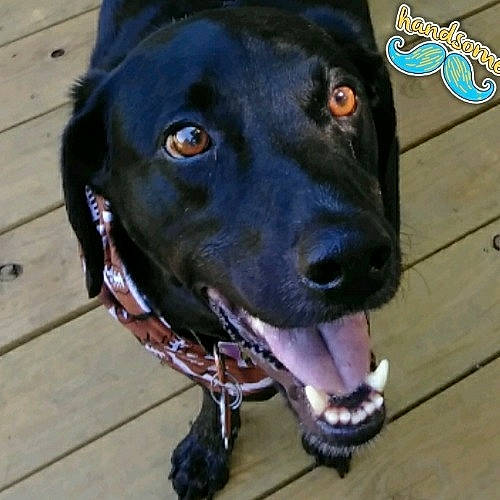 Highway joined the competition — help win amazing prizes! borador, canidae, carnivore, dog, dog_breed, dog_collar, flat_coated_retriever, hunting_dog, labrador_retriever, mammal, pointing_breed, rare_breed_dog, retriever, snout, sporting_group, vertebrate, whiskers