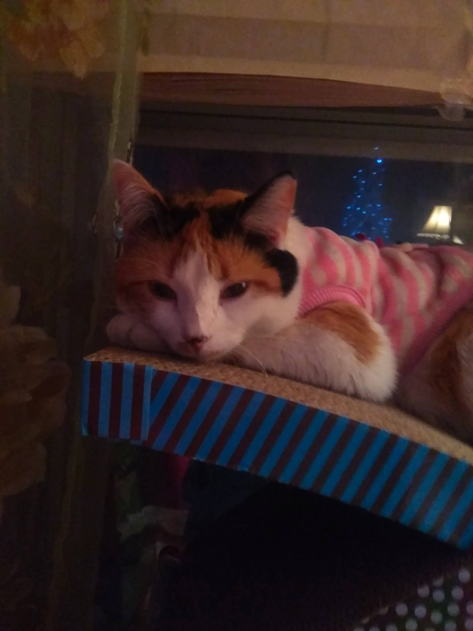 Catalena joined the competition — help win amazing prizes! box, cardboard, carnivore, cat, comfort, darkness, domestic_short_haired_cat, fawn, felidae, fur, lap, night, paw, room, small_to_medium_sized_cats, snout, tail, whiskers, window, wood