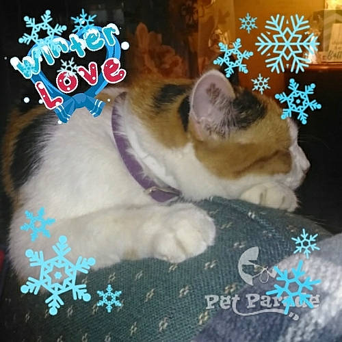 Catalena joined the competition — help win amazing prizes! canidae, carnivore, cat, cat_supply, comfort, companion_dog, domestic_short_haired_cat, fawn, felidae, font, fur, happy, linens, paw, pet_supply, photo_caption, small_to_medium_sized_cats, tail, textile, whiskers