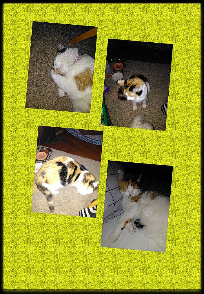 Catalena is registered to the contest to win money with this photo: art, canidae, carnivore, cat, collage, companion_dog, creative_arts, felidae, linens, mammal, organism, pattern, photo_caption, product, rectangle, small_to_medium_sized_cats, snapshot, vertebrate, whiskers, yellow