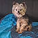 Mitsy