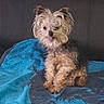 dog, small_dog, scruffy_dog, portrait, sitting, tongue_out, fluffy, furry, brown_fur, tan_fur, adorable, pet, indoor, blanket, blue_blanket, couch, home, centered, closeup, funny