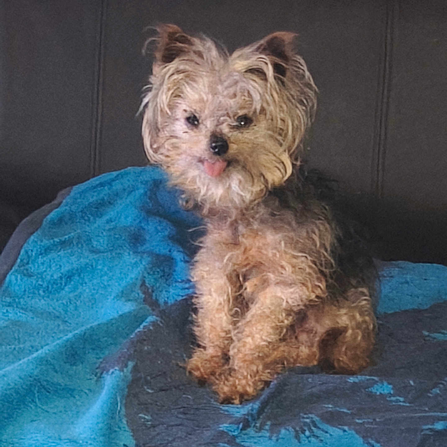 Mitsy