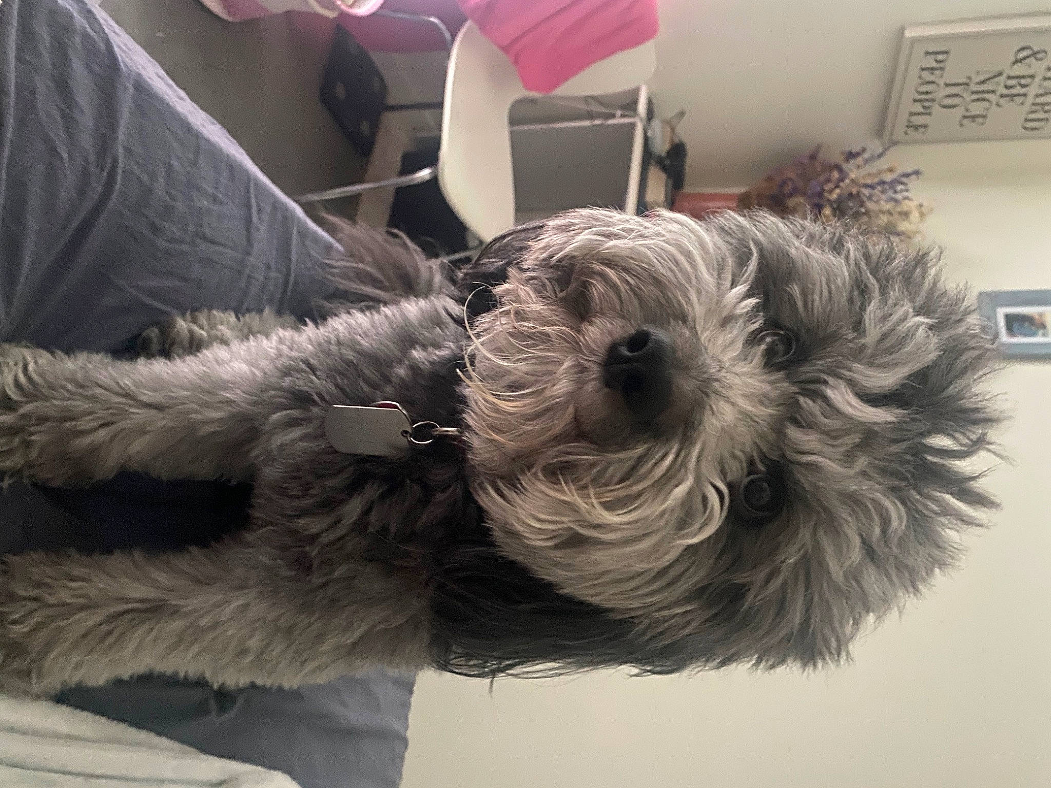 Gibbs joined the competition — help win amazing prizes! canidae, carnivore, comfort, companion_dog, dog, dog_breed, fur, grey, natural_material, room, rope_rhythmic_gymnastics, small_terrier, snout, sporting_group, tail, terrier, toy_dog, wall_plate, wall_socket, working_animal