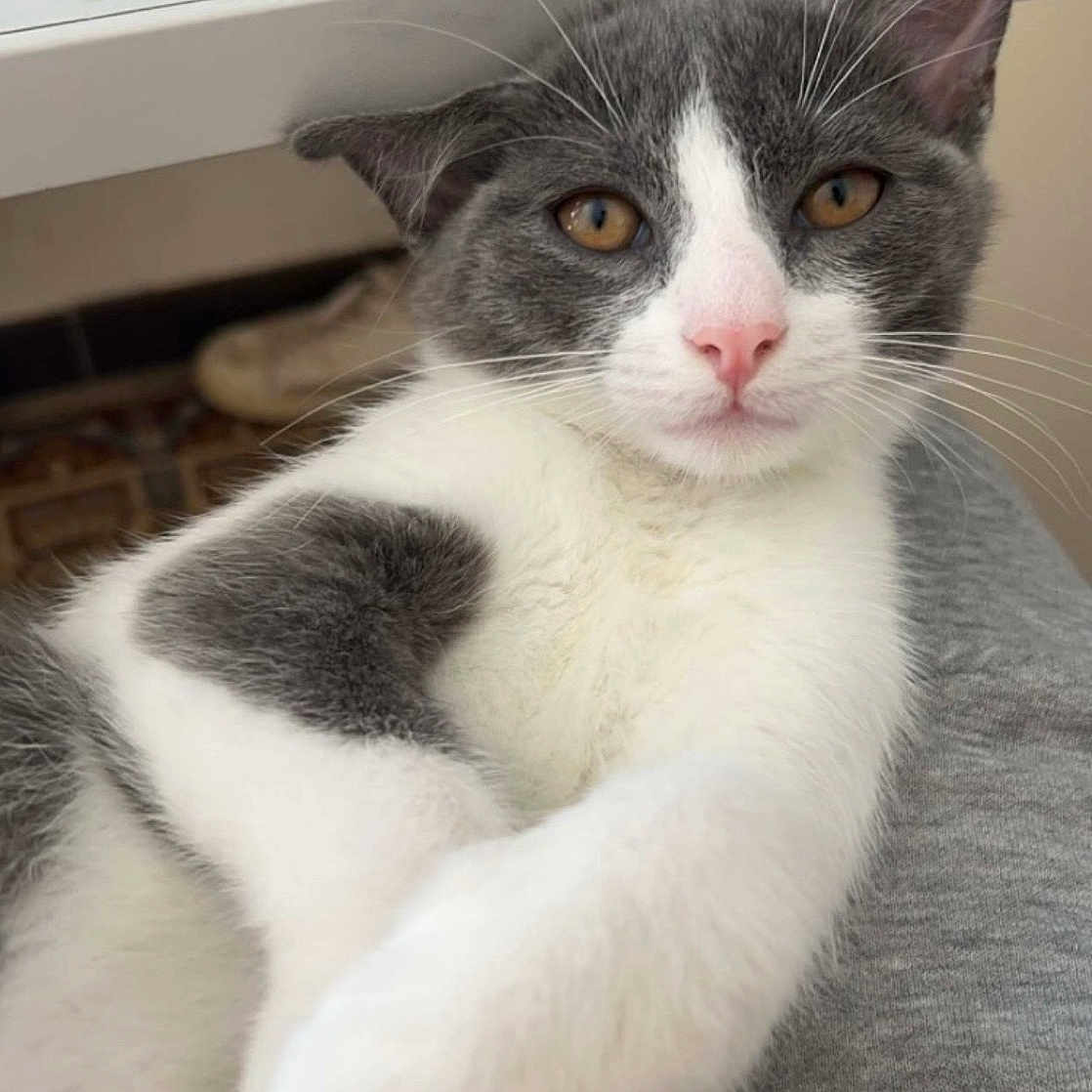 Mistigri a rejoint le concours — aidez-le/la à gagner de superbes lots ! cat, gray_and_white, pet, animal, feline, whiskers, relaxed, cute, indoor, close_up, fur, paw, nose, ears, eyes, domestic_cat, resting, cozy, portrait, mammal