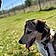 Jaska