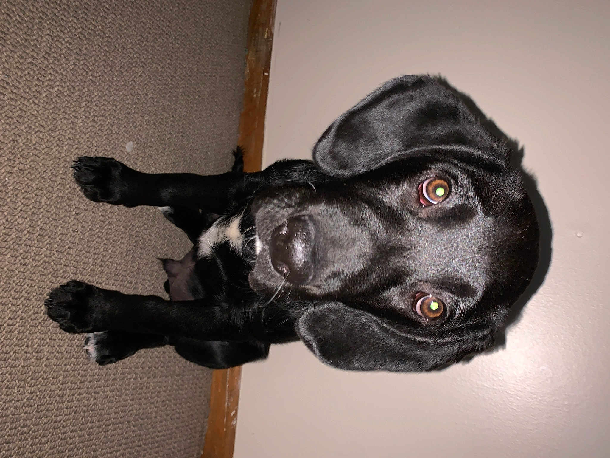 Lulu
