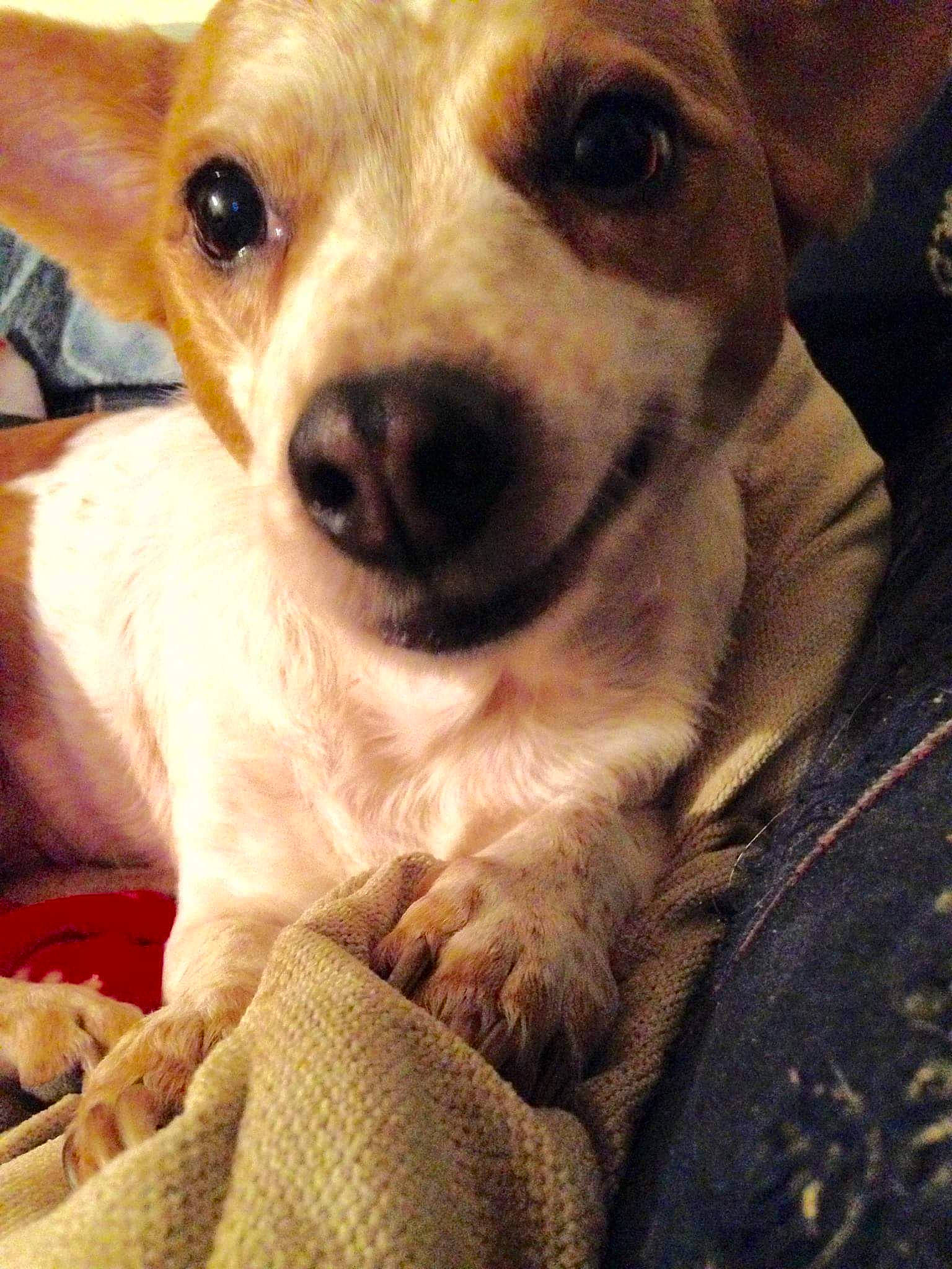 Auburn joined the competition — help win amazing prizes! ancient_dog_breeds, canidae, carnivore, chihuahua, companion_dog, corgi_chihuahua, dog, dog_breed, fawn, feist, mammal, miniature_fox_terrier, puppy, puppy_love, rat_terrier, snout, sporting_group, teddy_roosevelt_terrier, vertebrate, whiskers