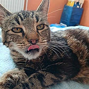 Spidy participe au concours pour gagner de l'argent avec cette photo : animal, bed, blanket, cat, close_up, cute, domestic_animal, ears, eyes, face, feline, fur, indoor, mammal, pet, playful, relaxed, tabby_cat, tongue_out, whiskers