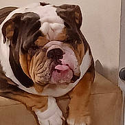 Sig joined the competition — help win amazing prizes! bulldog, dog, pet, animal, tongue, wrinkles, brown, white, paws, indoor, resting, cute, mammal, face, expression, canine, companion, portrait, relaxed, furry