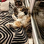 animal, cat, comfortable, cozy, curious, cushion, feline, fluffy, fur, home, indoor, lounging, pattern, paws, pet, reflection, relaxed, resting, whiskers, window