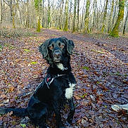 Triska a rejoint le concours — aidez-le/la à gagner de superbes lots ! dog, black_dog, white_patch, forest, leaf_litter, trees, outdoor, nature, wet_fur, hiking_boot, path, autumn, sunlight, canine, sitting, pet, animal, woods, daylight, adventure