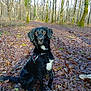 dog, black_dog, white_patch, forest, leaf_litter, trees, outdoor, nature, wet_fur, hiking_boot, path, autumn, sunlight, canine, sitting, pet, animal, woods, daylight, adventure