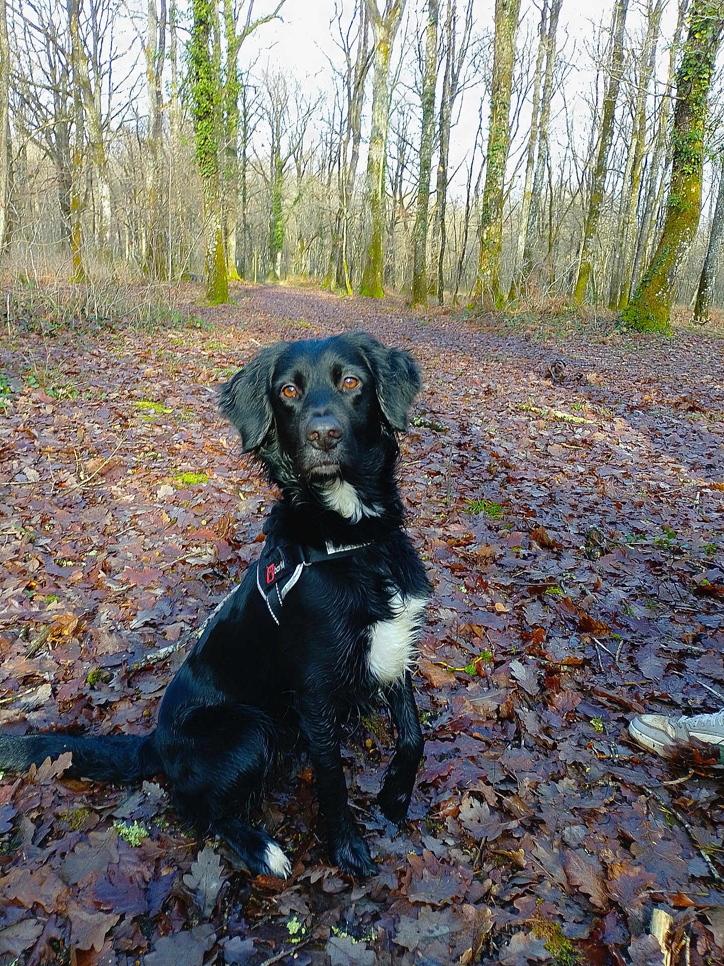 Triska a rejoint le concours — aidez-le/la à gagner de superbes lots ! dog, black_dog, white_patch, forest, leaf_litter, trees, outdoor, nature, wet_fur, hiking_boot, path, autumn, sunlight, canine, sitting, pet, animal, woods, daylight, adventure
