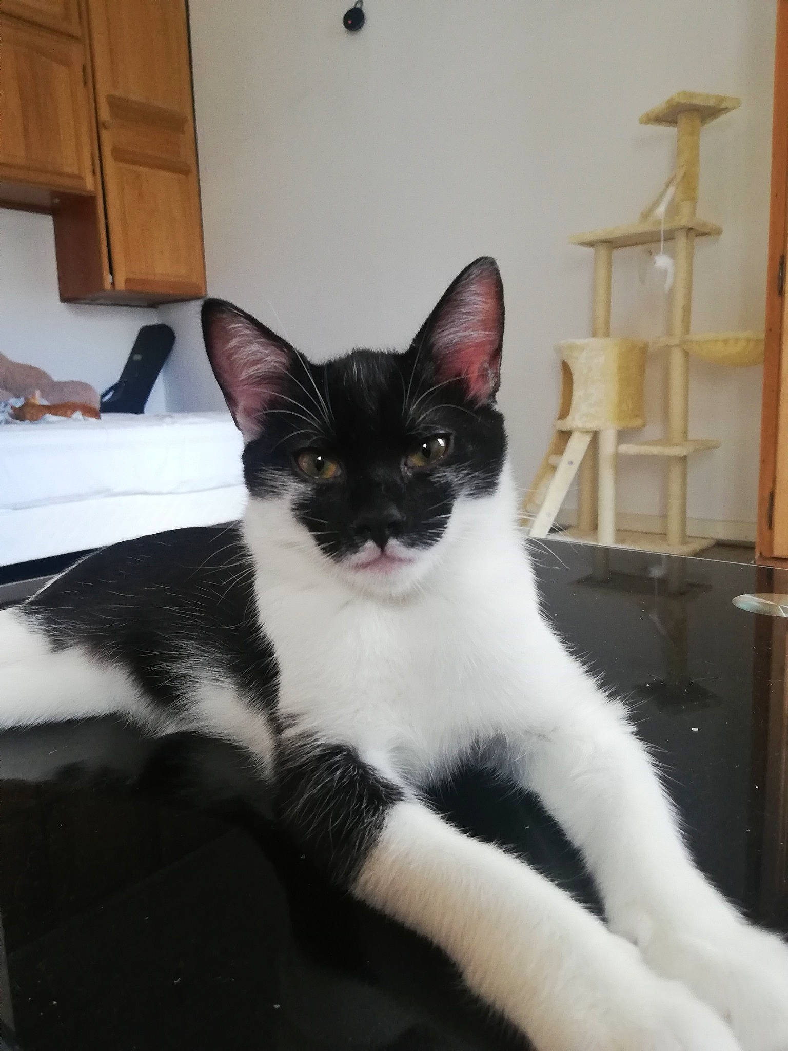 Yumeko participe au concours pour gagner de l'argent avec cette photo : cabinetry, carnivore, cat, cat_supply, comfort, domestic_short_haired_cat, eye, felidae, formal_wear, fur, monochrome_photography, paw, room, sitting, small_to_medium_sized_cats, snout, tail, whiskers, window