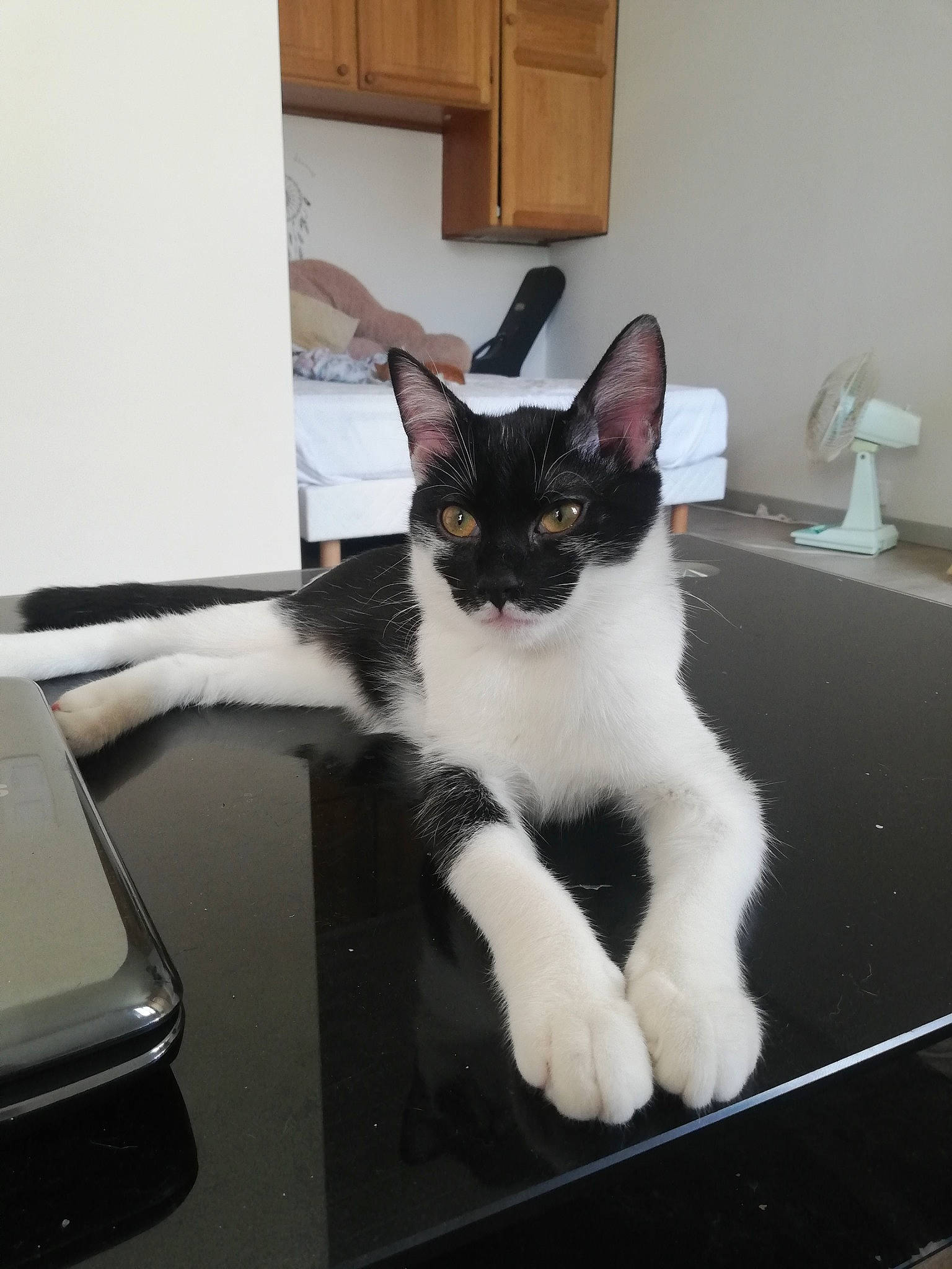 Yumeko participe au concours pour gagner de l'argent avec cette photo : carnivore, cat, comfort, computer, desk, domestic_short_haired_cat, felidae, fur, home_appliance, input_device, laptop, output_device, peripheral, personal_computer, room, small_to_medium_sized_cats, snout, table, tail, whiskers