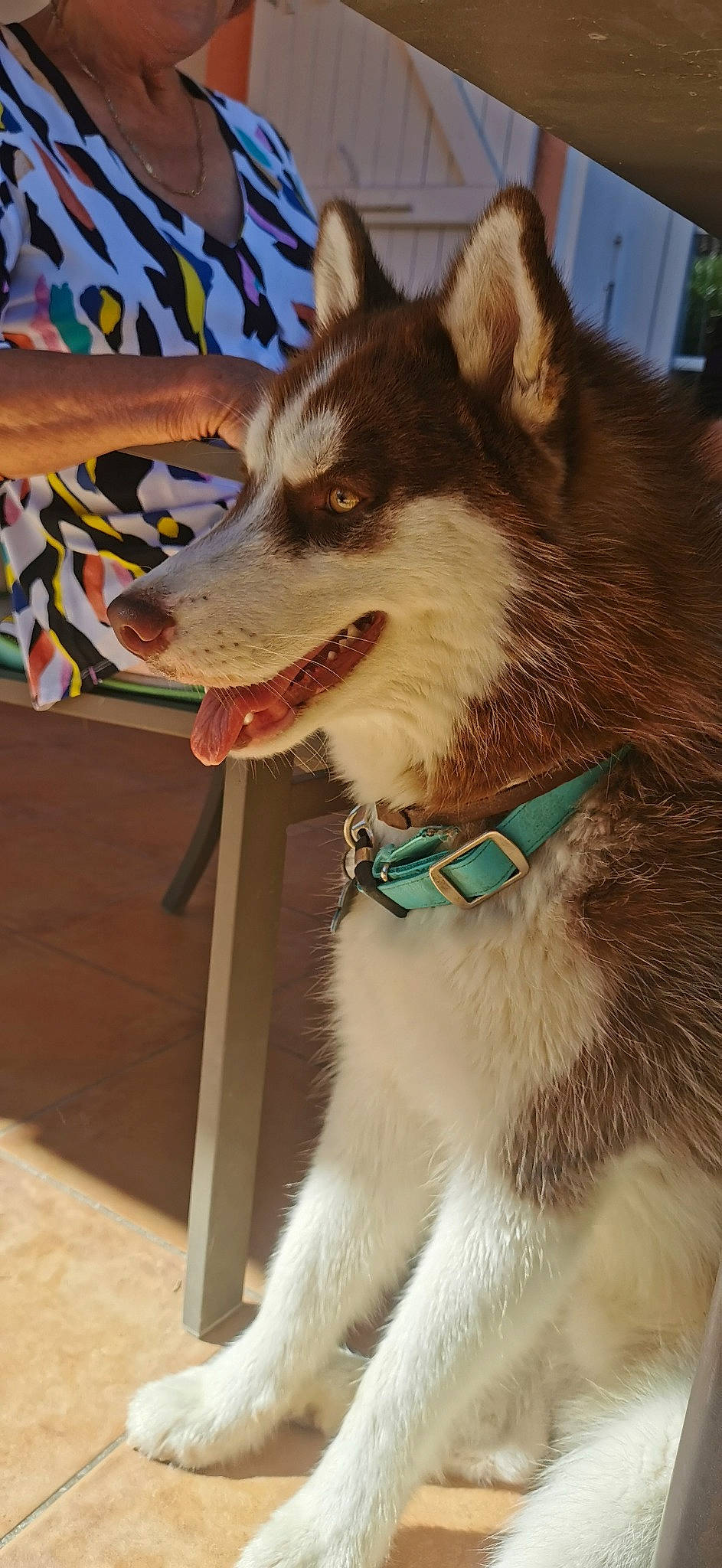 Kinaï a rejoint le concours — aidez-le/la à gagner de superbes lots ! canidae, canis, carnivore, collar, companion_dog, dog, dog_breed, dog_collar, fang, fawn, fur, jaw, leash, siberian_husky, sled_dog, snout, sporting_group, tree, whiskers, working_animal