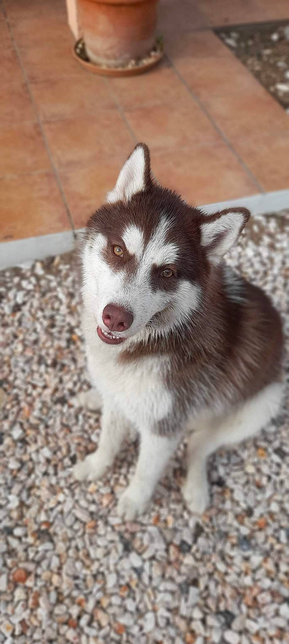 Kinaï participe au concours pour gagner de l'argent avec cette photo : ancient_dog_breeds, carnivore, companion_dog, dog, dog_breed, fur, siberian_husky, sled_dog, snout, sporting_group, terrestrial_animal, whiskers, working_animal, working_dog