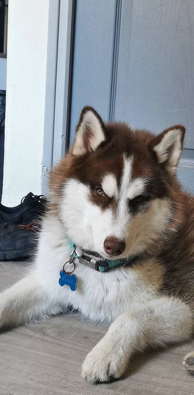 Kinaï participe au concours pour gagner de l'argent avec cette photo : ancient_dog_breeds, art, canidae, canis, carnivore, collar, companion_dog, dog, dog_breed, fur, non_sporting_group, siberian_husky, sled_dog, snout, sporting_group, terrestrial_animal, whiskers, window, working_animal, working_dog