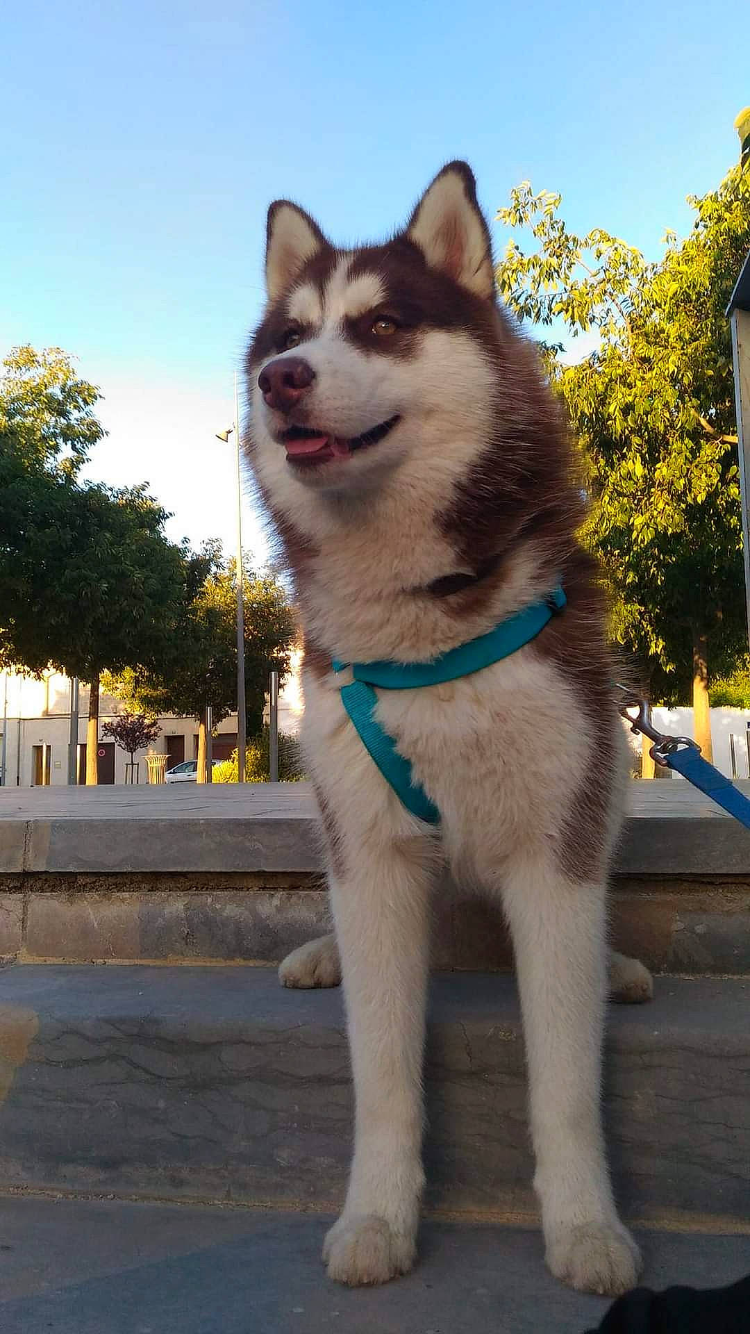 Kinaï participe au concours pour gagner de l'argent avec cette photo : canidae, carnivore, collar, companion_dog, dog, dog_breed, fang, fawn, fur, non_sporting_group, plant, sky, sled_dog, snout, sporting_group, tail, tree, whiskers, working_animal, working_dog