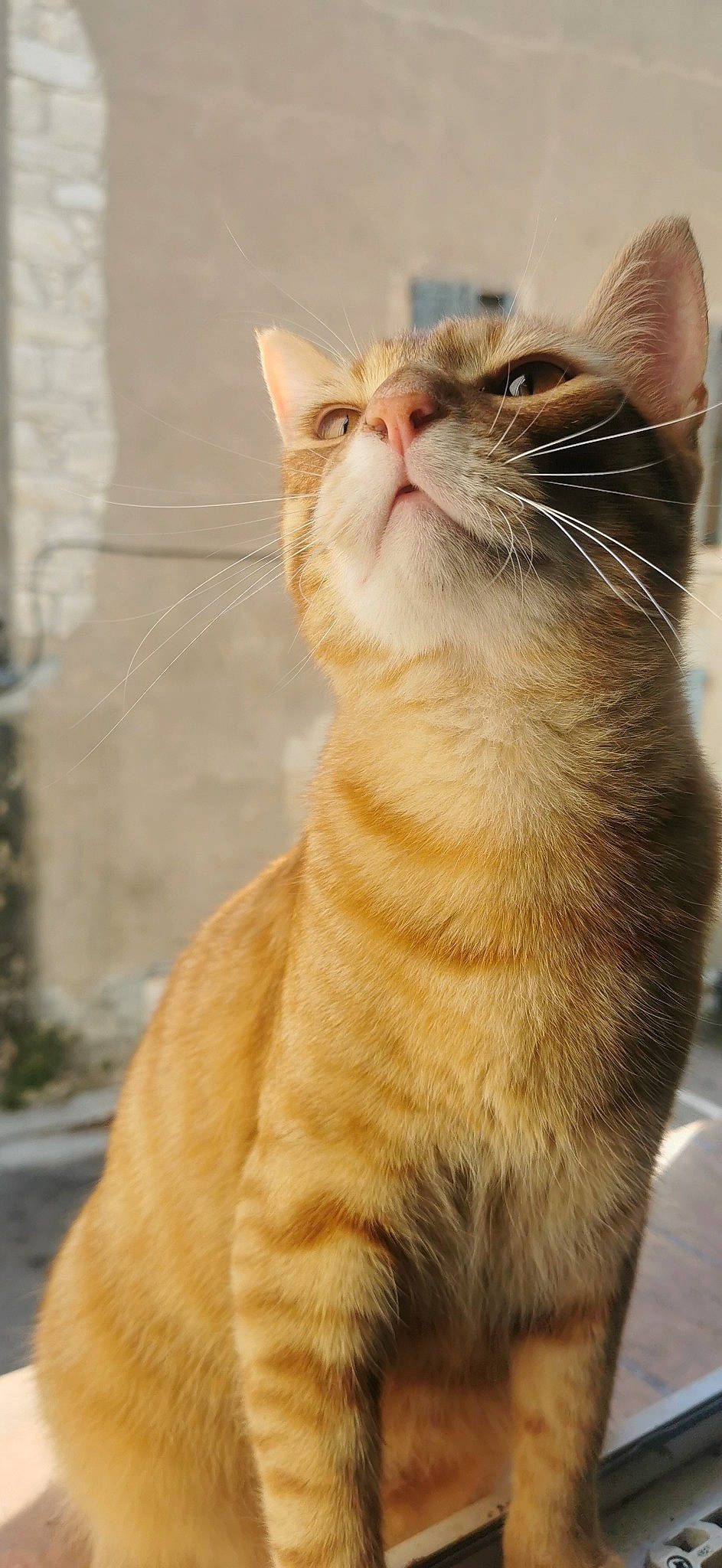 Weasley a rejoint le concours — aidez-le/la à gagner de superbes lots ! carnivore, cat, claw, close_up, domestic_short_haired_cat, eye, fawn, felidae, fur, iris, paw, plant, small_to_medium_sized_cats, snout, tail, terrestrial_animal, whiskers, wildlife, window