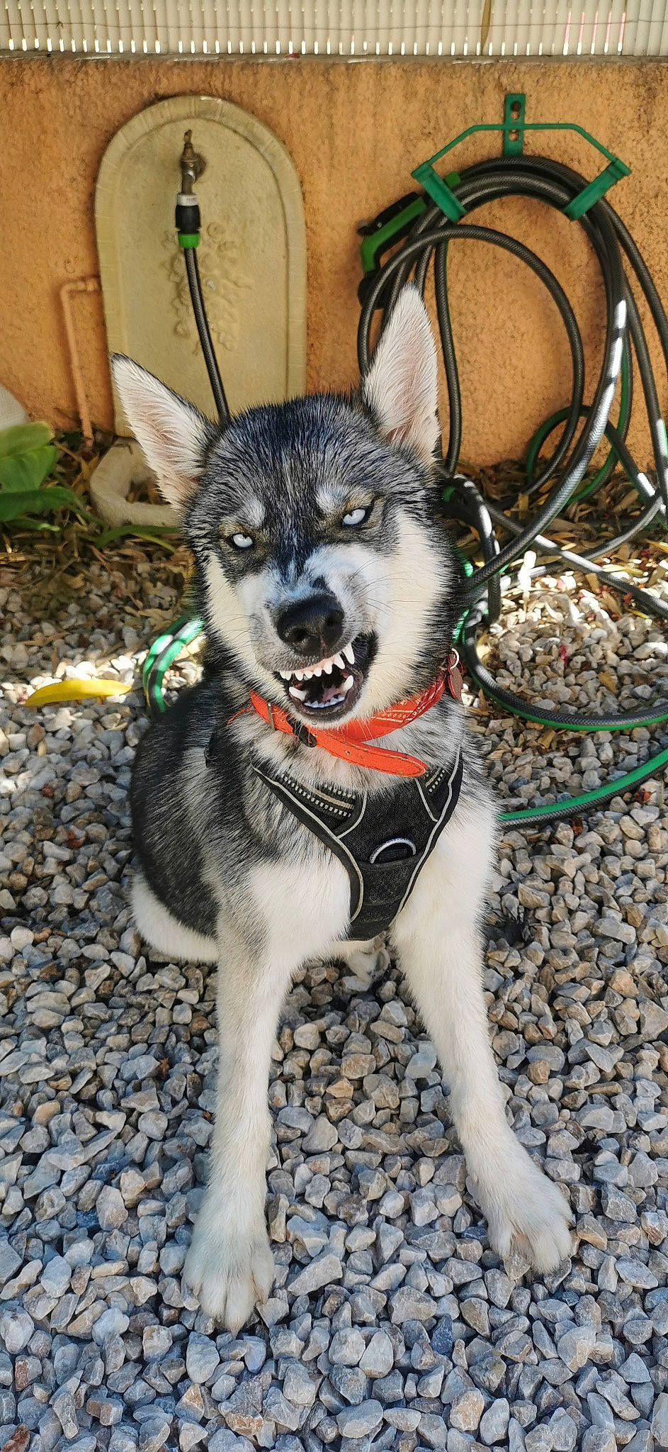 Aska a rejoint le concours — aidez-le/la à gagner de superbes lots ! ancient_dog_breeds, canidae, canis, carnivore, companion_dog, dog, dog_breed, fur, grass, non_sporting_group, plant, siberian_husky, sled_dog, snout, sporting_group, tail, terrestrial_animal, whiskers, working_animal, working_dog