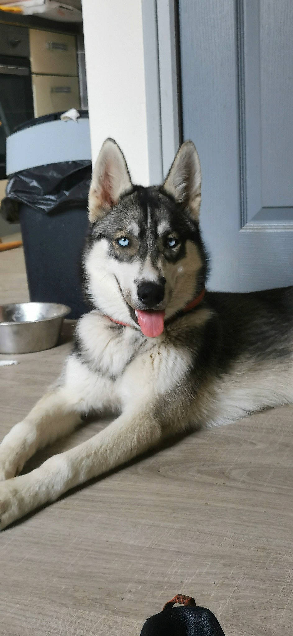 Aska participe au concours pour gagner de l'argent avec cette photo : ancient_dog_breeds, canidae, carnivore, collar, comfort, companion_dog, dog, dog_breed, flooring, foot, fur, paw, recreation, sled_dog, snout, sporting_group, terrestrial_animal, whiskers, working_animal, working_dog