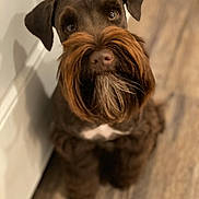 Kobe joined the competition — help win amazing prizes! dog, brown_dog, beard, mustache, pet, indoor, floor, wooden_floor, door, groomed, cute, animal, canine, looking_up, attention, fur, ears, nose, sitting, house
