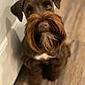 dog, brown_dog, beard, mustache, pet, indoor, floor, wooden_floor, door, groomed, cute, animal, canine, looking_up, attention, fur, ears, nose, sitting, house
