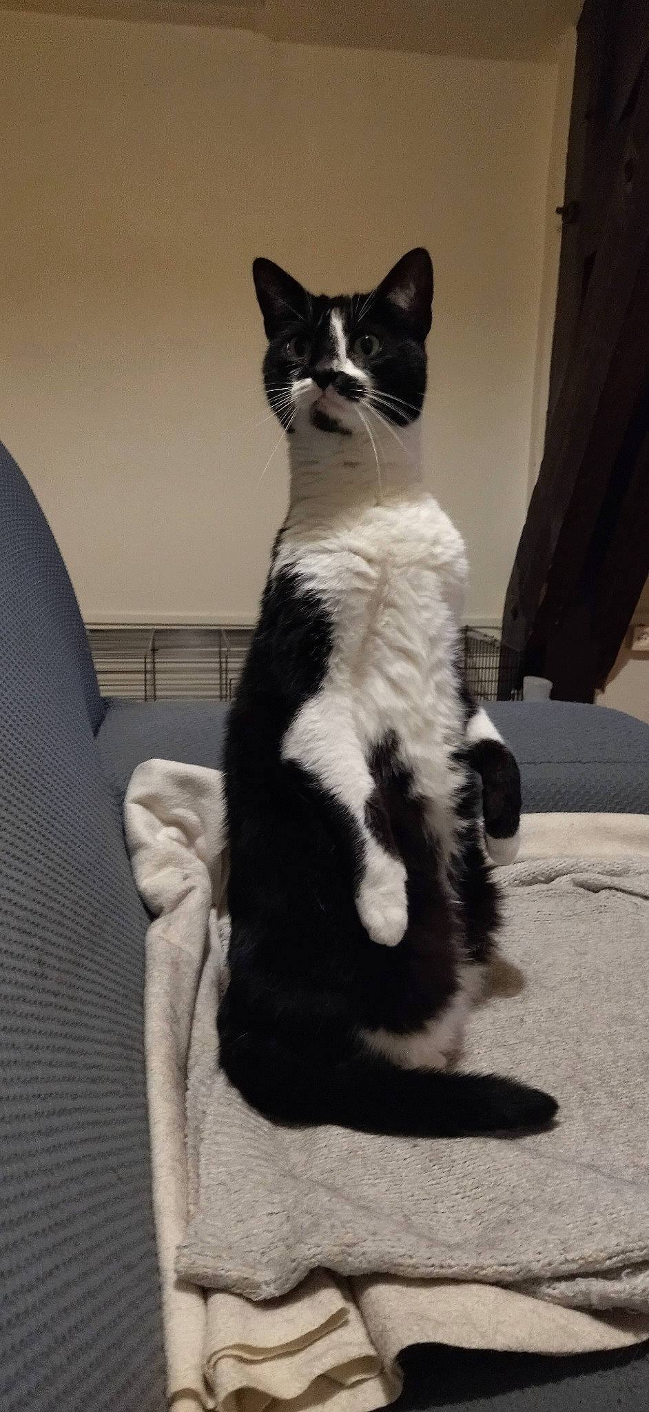 Playmobil participe au concours pour gagner de l'argent avec cette photo : black_cat, carnivore, cat, comfort, domestic_short_haired_cat, felidae, formal_wear, fur, monochrome_photography, paw, shadow, sitting, small_to_medium_sized_cats, snout, tail, terrestrial_animal, tuxedo, whiskers