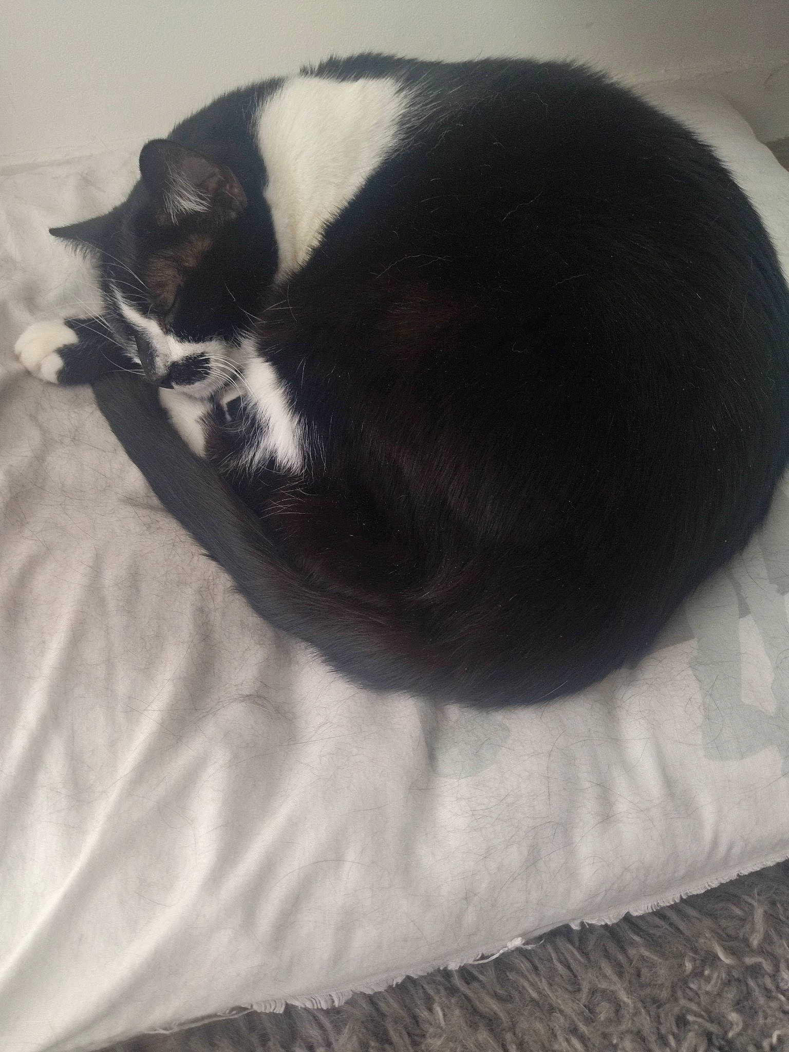 Plamobyl participe au concours pour gagner de l'argent avec cette photo : black_cat, canidae, carnivore, cat, comfort, dog_breed, domestic_short_haired_cat, felidae, foot, fur, grey, linens, monochrome_photography, nap, paw, small_to_medium_sized_cats, snout, tail, tints_and_shades, whiskers