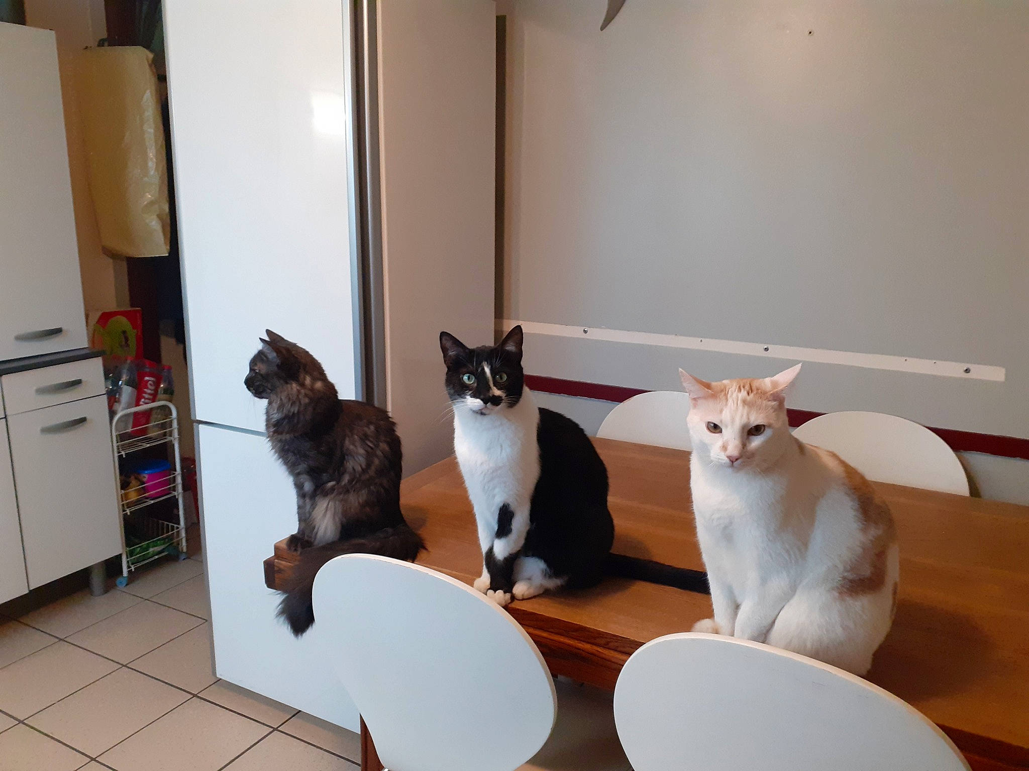 Marly Caya a rejoint le concours — aidez-le/la à gagner de superbes lots ! cabinetry, carnivore, cat, comfort, domestic_short_haired_cat, door, felidae, floor, flooring, hardwood, home_appliance, major_appliance, mammal, pet_supply, room, small_to_medium_sized_cats, tail, vertebrate, whiskers, wood