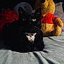 black_cat, cat, green_eyes, stuffed_toy, winnie_the_pooh, bed, blanket, plush, whiskers, collar, indoor, cozy, animal, pet, feline, soft_toys, relaxing, close_up, dark_background, cute