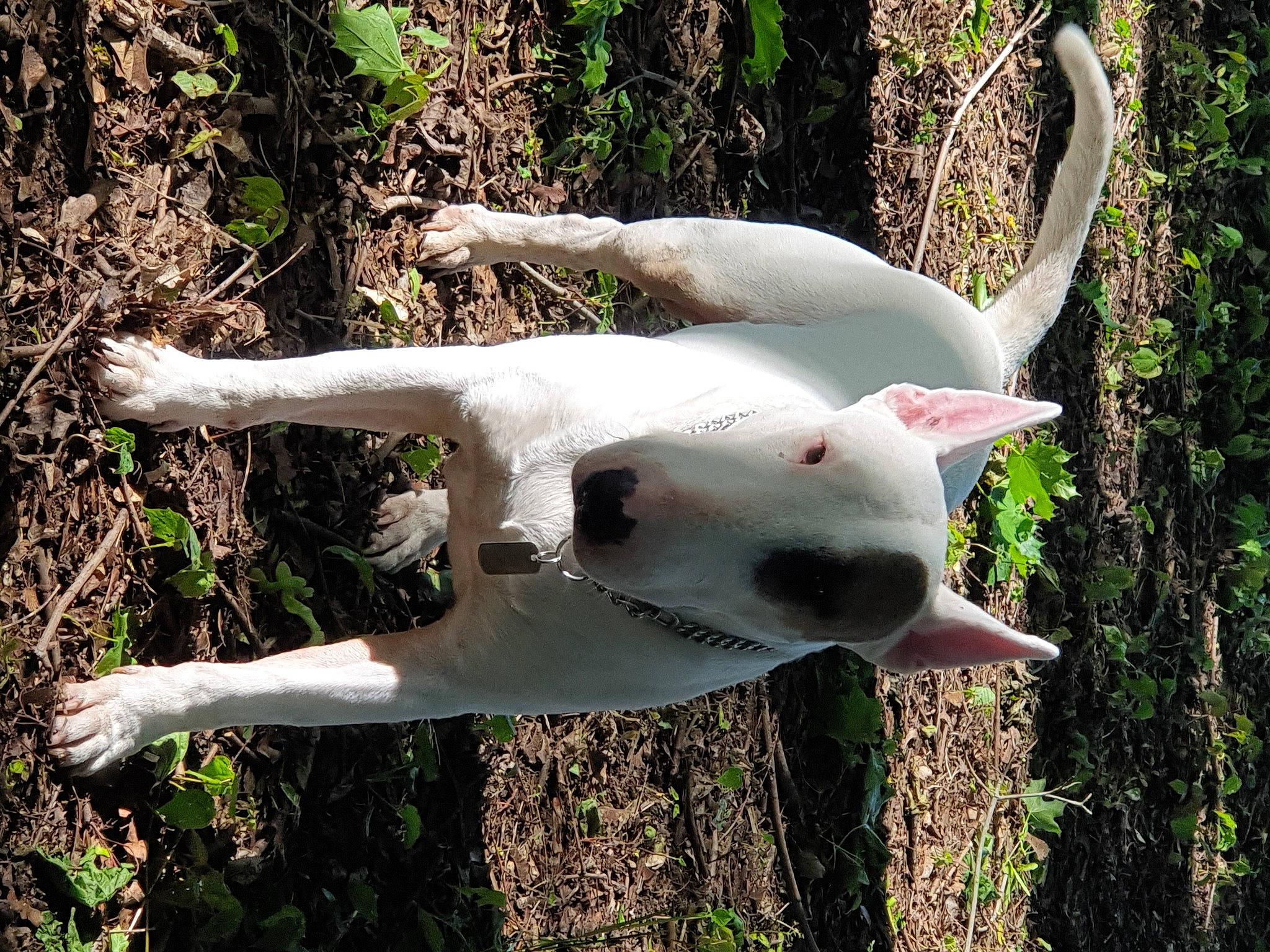 Sparow participe au concours pour gagner de l'argent avec cette photo : art, canidae, carnivore, companion_dog, dog, dog_breed, fawn, fur, grass, head, organism, plant, snout, sporting_group, tail, terrestrial_animal, terrestrial_plant, wildlife, wing, working_animal