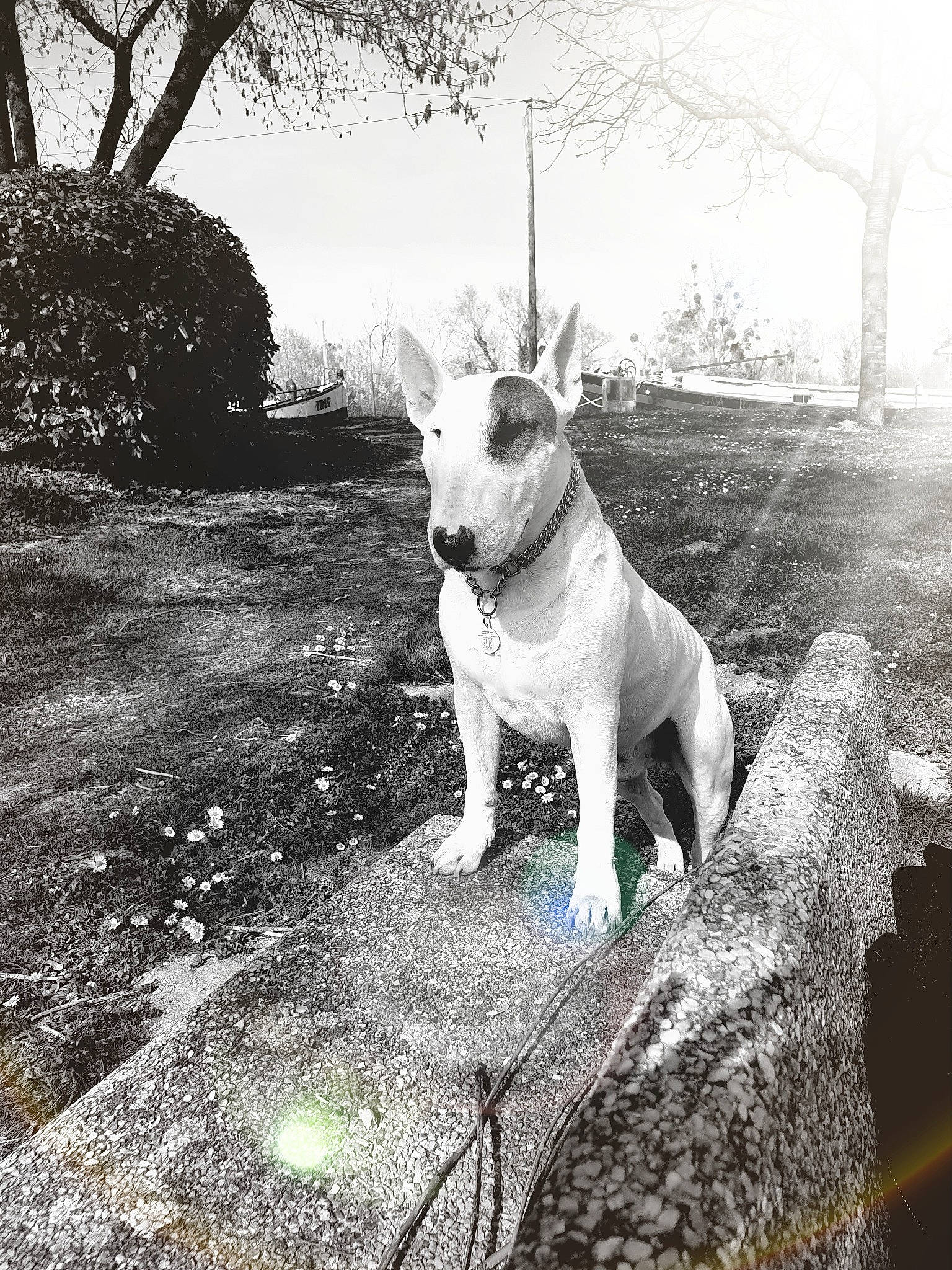 Sparow participe au concours pour gagner de l'argent avec cette photo : black_and_white, carnivore, collar, companion_dog, dog, dog_breed, fawn, grass, grey, head, monochrome_photography, plant, sky, snout, style, sunlight, tail, terrier, tree, working_animal