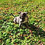 Kookye participe au concours pour gagner de l'argent avec cette photo : puppy, dog, outdoor, grass, plants, greenery, sunlight, nature, animal, pet, young_dog, curious, ears, tail, sitting, brown_leaves, ground, daylight, playful, canine