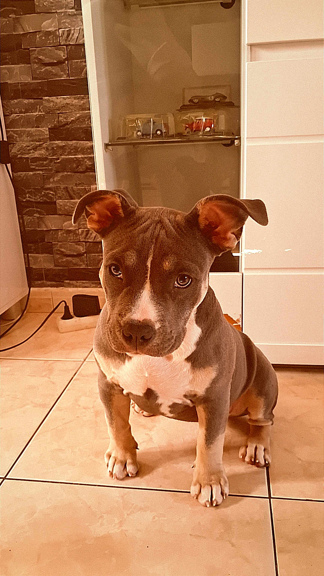 Kookye participe au concours pour gagner de l'argent avec cette photo : puppy, dog, pet, animal, indoor, floor, tile, ears, eyes, sitting, cabinet, toy_car, stone_wall, brown, white, cute, young, domestic, curious, small