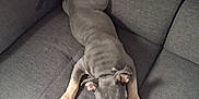 Kookye participe au concours pour gagner de l'argent avec cette photo : puppy, dog, gray, couch, pet, animal, indoor, cute, relaxed, sprawled, fur, four_legs, ears, tail, living_room, furniture, sleepy, young, canine, companion