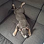 puppy, dog, gray, couch, pet, animal, indoor, cute, relaxed, sprawled, fur, four_legs, ears, tail, living_room, furniture, sleepy, young, canine, companion