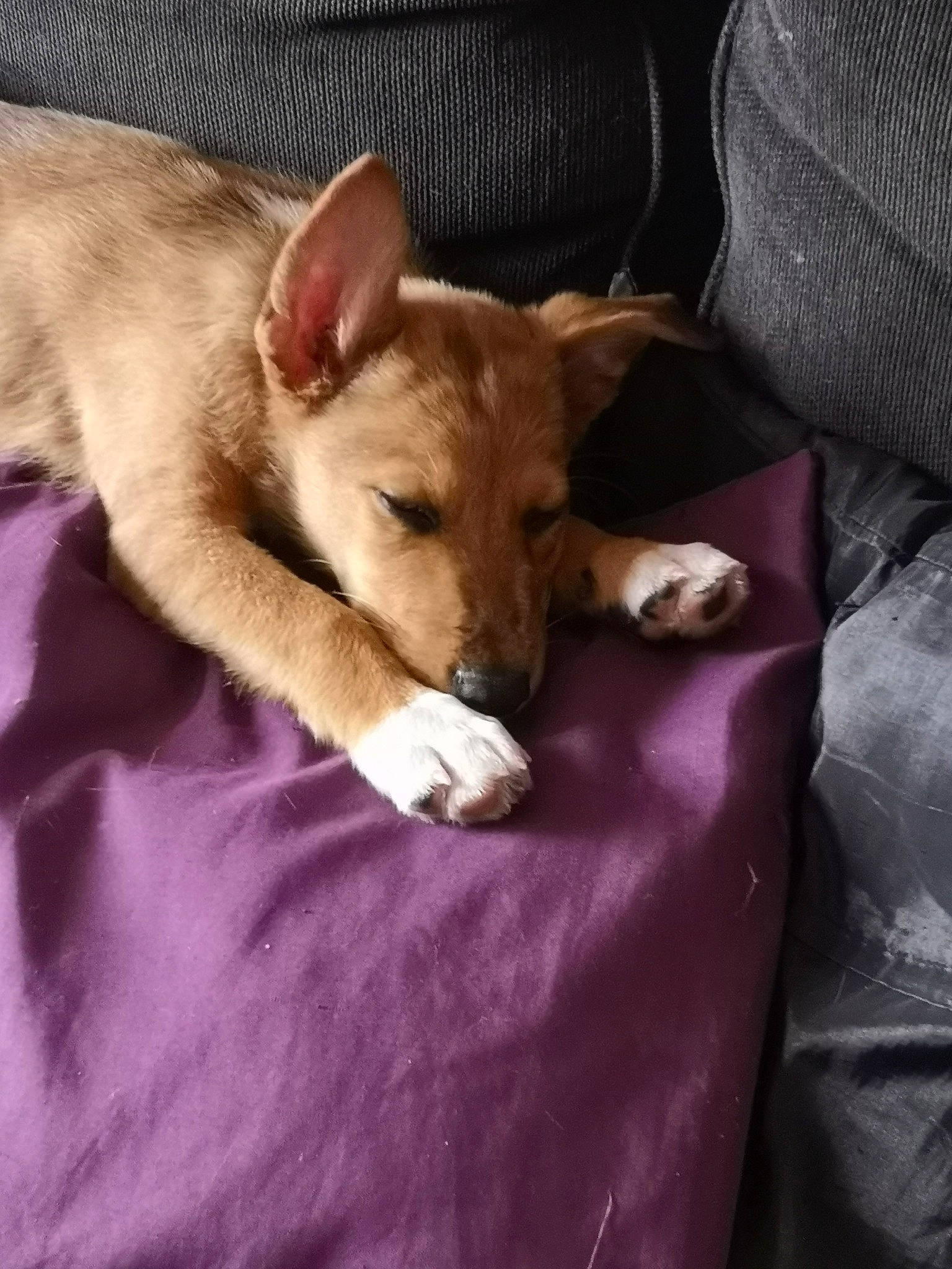 Daemon a rejoint le concours — aidez-le/la à gagner de superbes lots ! aspin, canidae, carnivore, carolina_dog, companion_dog, corgi_chihuahua, dog, dog_breed, fawn, mammal, nap, puppy