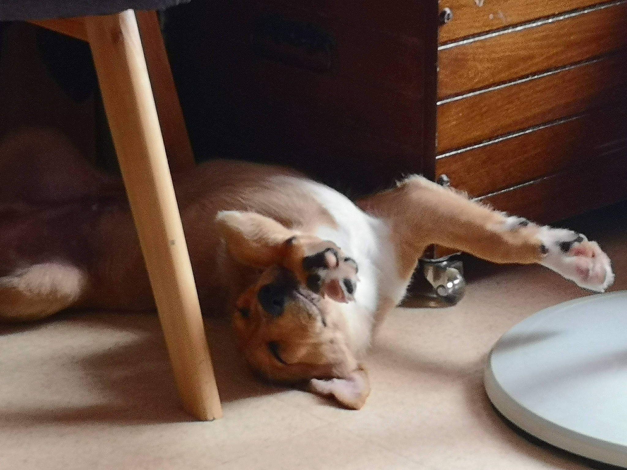 Daemon participe au concours pour gagner de l'argent avec cette photo : basset_hound, canidae, carnivore, cat, companion_dog, dog, dog_breed, leg, non_sporting_group, paw, puppy, puppy_love, shoe, sporting_group