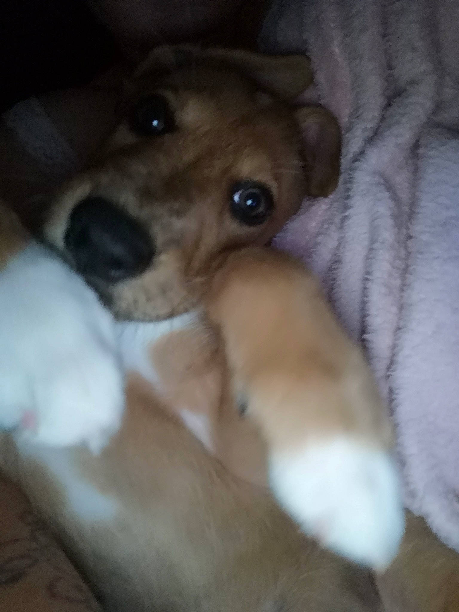 Daemon a rejoint le concours — aidez-le/la à gagner de superbes lots ! canidae, carnivore, companion_dog, dog, dog_breed, fawn, feist, mammal, puppy, rare_breed_dog, snout, vertebrate