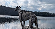 Armany participe au concours pour gagner de l'argent avec cette photo : brindle, calm, clouds, dock, dog, forest, harness, lake, nature, outdoors, paws, portrait, reflection, silhouette, sky, standing, trees, water, whippet, wooden_dock