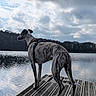 brindle, calm, clouds, dock, dog, forest, harness, lake, nature, outdoors, paws, portrait, reflection, silhouette, sky, standing, trees, water, whippet, wooden_dock