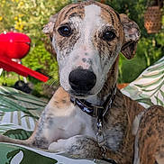 Armany participe au concours pour gagner de l'argent avec cette photo : animal, brindle, canine, close_up, collar, cushion, dog, ears, fur, furniture, garden, leaf_pattern, nature, nose, outdoor, pet, portrait, relaxed, sunlight, whiskers