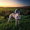 animal, brindle, dog, ears, field, grass, horizon, meadow, muzzle, nature, outdoor, pet, portrait, sky, standing, stars, sunset, tall_grass, twilight, whippet