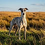 Armany a rejoint le concours — aidez-le/la à gagner de superbes lots ! dog, whippet, greyhound, canine, animal, grass, field, meadow, outdoor, sunset, golden_hour, portrait, standing, alert, ears, fur, slim, long_legs, natural_light, landscape