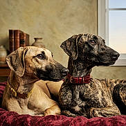 Armany participe au concours pour gagner de l'argent avec cette photo : dog, dogs, brindle, fawn_coat, collar, red_collar, yellow_collar, pet, canine, bed, blanket, indoor, window, books, vase, fur, muzzle, portrait, pair, resting