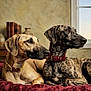 dog, dogs, brindle, fawn_coat, collar, red_collar, yellow_collar, pet, canine, bed, blanket, indoor, window, books, vase, fur, muzzle, portrait, pair, resting